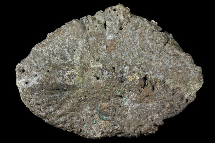 Ankylosaur Scute - Alberta (Disposition #-) #129769